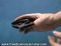 Ferromagnetic Liquid