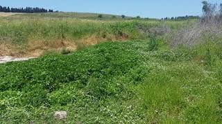 مناظر خلابه من اراضي دالية الروحه(1)