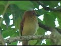 Cinnamon Attila Cinnamon Attila