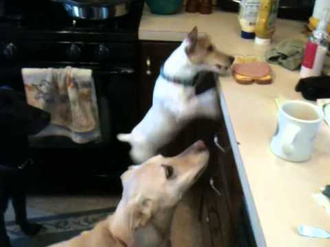 Jack Russell trying to eat sandwich