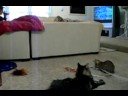 Bengal Kitten and Maine Coon Cat part 2