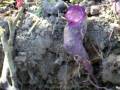 videos de Blue Sweet Potato's