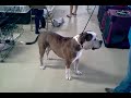 dog show 3