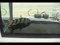Botia histrionica Botia histrionica