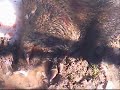 domuz AVI ORDU - KARAAĞAÇ - AV - HUNTİNG