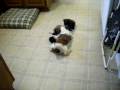 Puppies at Play 20090219