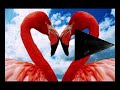 Video: DEDICATO  A  TUTTE  LE  *DONNE*... Music By Alex Baroni