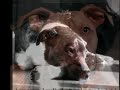 BSL