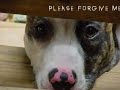 BSL