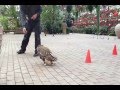 Walking Owl フクロウショー＠富士花鳥園 - YouTube