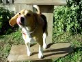 Teka 05 - Beagle on stage in our new house Teka 05 - Beagle on stage in our new house