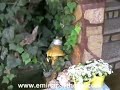 Emin Apart Hotel Didim Altinkum Turkey