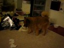 Pomeranian and his dog