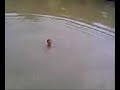 Stotts Jumping Off Tree Into River Stotts Jumping Off Tree Into River