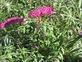 Hummingbird Clearwing Moth