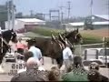Clydesdales Clydesdales