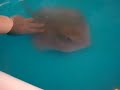 stingray attack