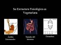 5 mitos sobre vegetarianismo