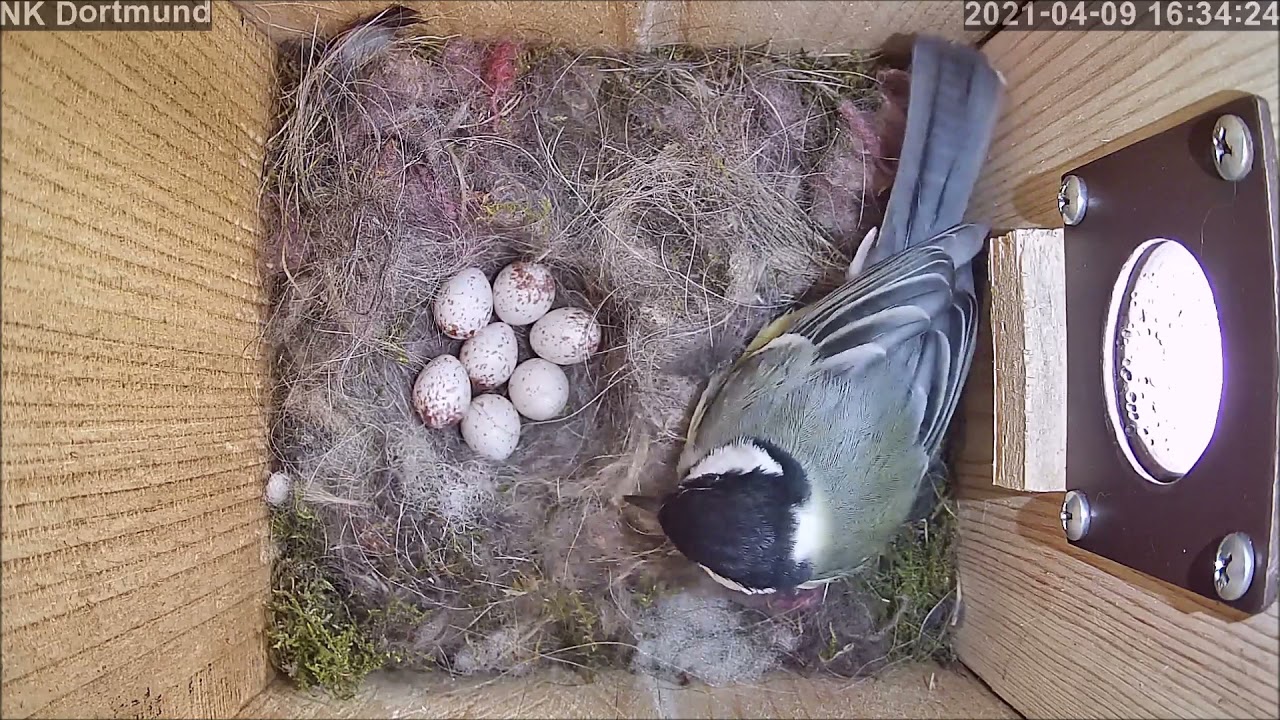 Die Kohlmeise brütet nun auf 7 Eiern?! | 09.04.2021