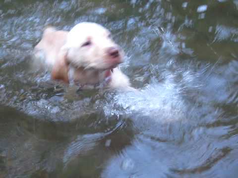 White Lab Puppy Swims in the Creek