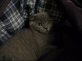 Emmet the Cutest Scottish Fold Kitten