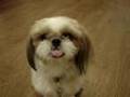 Shih Tzu video