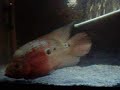 FLOWERHORN