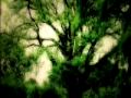 The Wych Elm Project