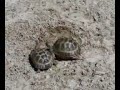 animal sex