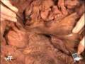 videos de [ANATOMIA] Jejuno e íleo - parte 1   Portal de Vídeo-aulas da UFF.flv
