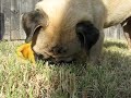 hubcap eats cantelope