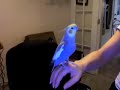 beatbox bird