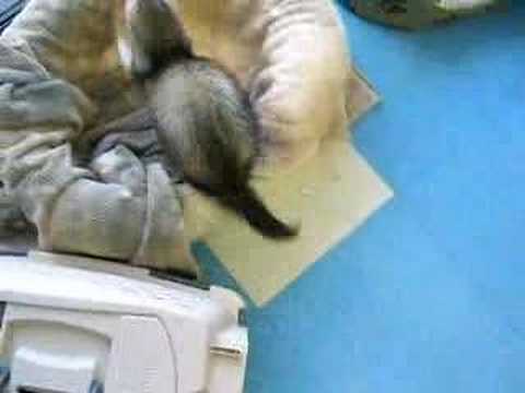 ileum the ferret attacking pet ...