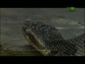 Weird True and Freaky - Reptile Religion
