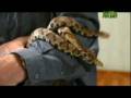 videos de Weird True and Freaky - Reptile Religion