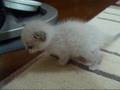 うろうろボンちゃん