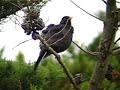 MIRLO COMUN (TURDUS MERULA) CANTANDO