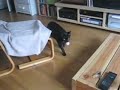 My cat playing fetch