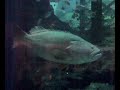 dubai mall aquarium 2