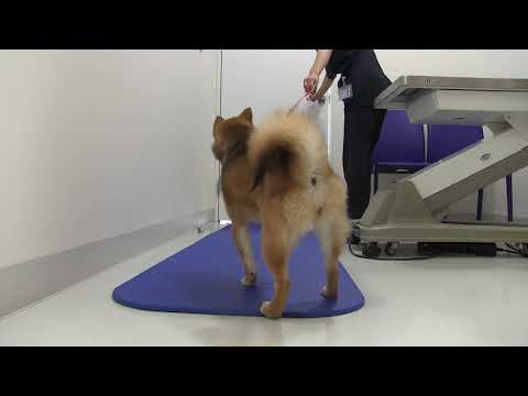 小型犬の橈尺骨骨折整復手術前後の比較