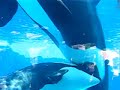 My Baby Stuffed Killer Whales