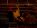 My bunny Ralfie
