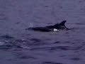 Bottlenose dolphins Bottlenose dolphins