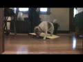 Forrest's First Time on a Wobble Board