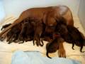 videos de Rhodesian Ridgeback puppies