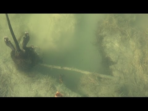 how to locate muskrats