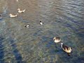 Ducks bobbing about in St. James Park in London