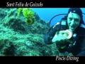 caballito de mar ¿vivo o muerto?