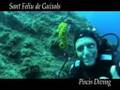 caballito de mar ¿vivo o muerto?
