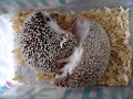 Hedgehogs Mating